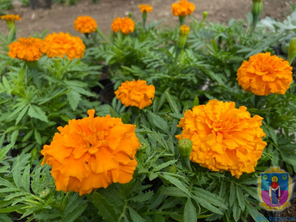 у покрові висаджують квіти - зображення 4